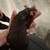 Pet rats 175 4 thumbnail