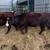Young Bred Cows 9 thumbnail