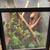 Tokay gecko 1 thumbnail