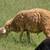 Sheep 11 thumbnail