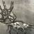 MCM Woodblock Print by listed artist Barbara Hughes "Spider Conch" 4 thumbnail