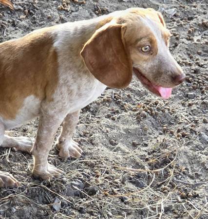 1 year old beagle 1