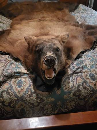 Bear skin rug 1