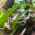 Ball python with enclosure 7 thumbnail