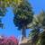 QUIET SERENE BACKYARD COTTAGE FOR RENT 9 thumbnail