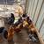 Chickens turkeys quail and pigeons 1 thumbnail