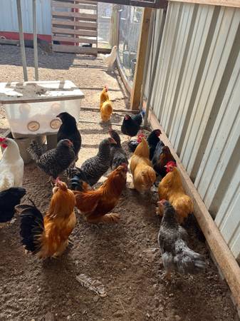Chickens turkeys quail and pigeons 1