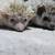 Baby Hedgehogs 3 thumbnail