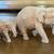 Various Teak Elephant Statues from Burma Myanmar 2 thumbnail