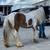 Gypsy vanner filly 4 thumbnail