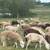 79 lambs 7 thumbnail