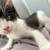 Tuxedo kitten 3 thumbnail