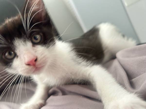 Kitten for rehoming (West Covina)63829609866627124