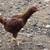 Rhode Island Red Hens 2 thumbnail