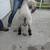 Rams for sale 5 thumbnail