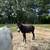 Stud Donkey 6 thumbnail
