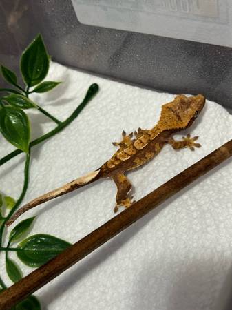 Geckos crestados (Warwick)63670053511425120