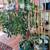 Plants 1 thumbnail