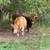 Proven Mid-sized Highland Bull 2 thumbnail