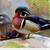Wood duck pairs 1 thumbnail