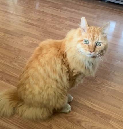 GATO NARANJA PERDIDO (HAZEL DELL)63842374678531121