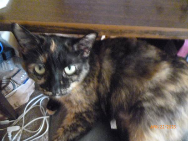 Lost Cat (Zanesville)573479178156134401
