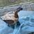Large Ken Edwards / Tonala Mexico style pottery duck B88 6 thumbnail
