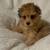 Pomapoo Puppy 5 thumbnail