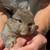 Holland lop baby bunnies 5 thumbnail
