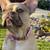 French Bulldog  adult 2 thumbnail