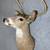 6 POINT BUCK DEER HEAD 2 thumbnail