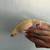 Crested geckos 9 thumbnail