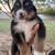 Australian Shepherd 5 thumbnail