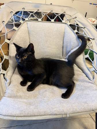¡Adopta un gatito amigable y tierno! (Portland)