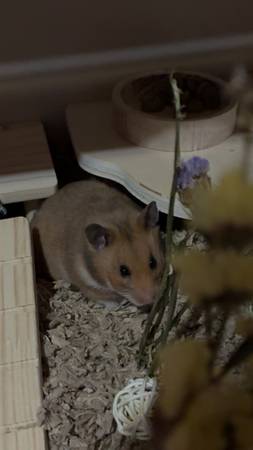 syrian hamster 1