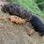 Kune Kune Piglets 4 thumbnail
