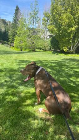 Hembra American Bully (Millbrae)539218770909603844