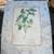 Rosemary, Lavender, Italian Parsley and Other Herb Lithographs Vintage 11 thumbnail