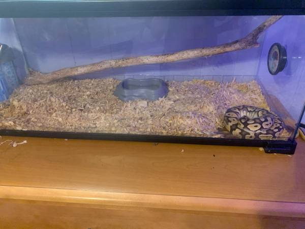 Ball python also known as royal python 1