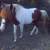 Very Handsome Reg. Fox Trotter Stallion 5 thumbnail