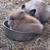 Lionhead rabbit 1 thumbnail