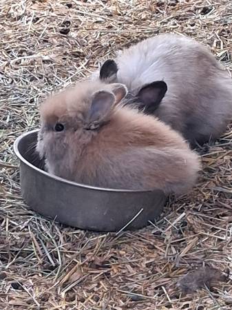 Lionhead rabbit 1