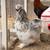Roosters 2 thumbnail