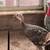 Chicks/toms 1 thumbnail