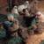 Silkies 6 thumbnail