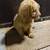 Mini Goldendoodles 4 thumbnail