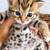 SmartBengalKitty 3 thumbnail