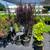Crape Myrtle, Hydrangea, Barberries, Boxwoods, and more. $18.97 5 thumbnail