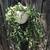 2 hanging string of bananas succulent plants 3 thumbnail