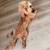 cavapoo puppy 1 thumbnail